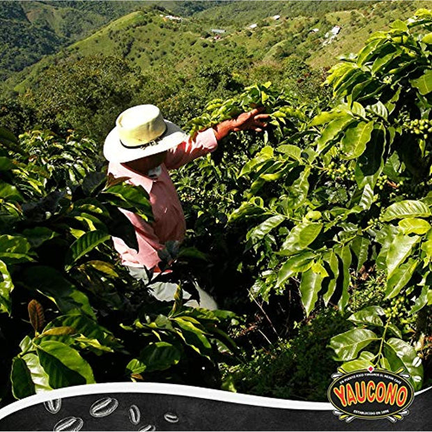 Yaucono Premium Ground Coffee - A Taste of Puerto Rican Excellence
