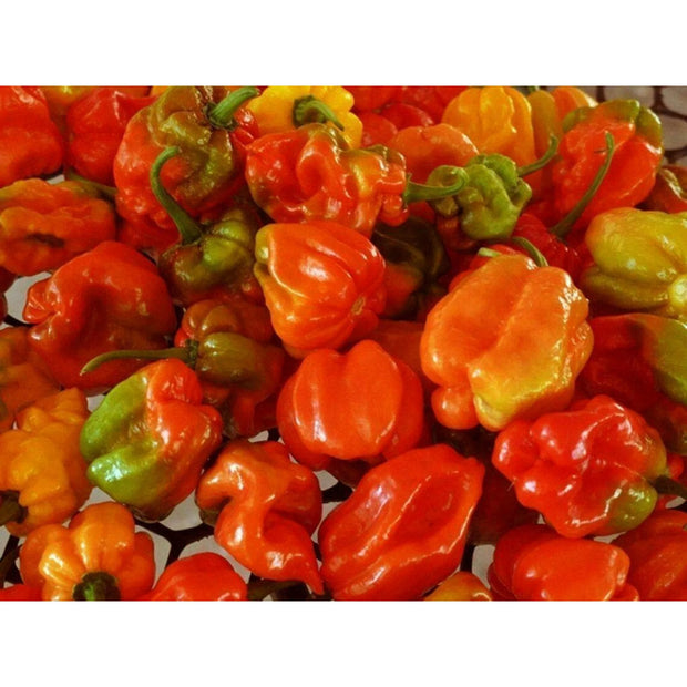 Aji Dulce: Nature's Sweet Mini Peppers