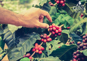 Elevate Your Coffee Experience with Alto Grande 8.8 oz Tin