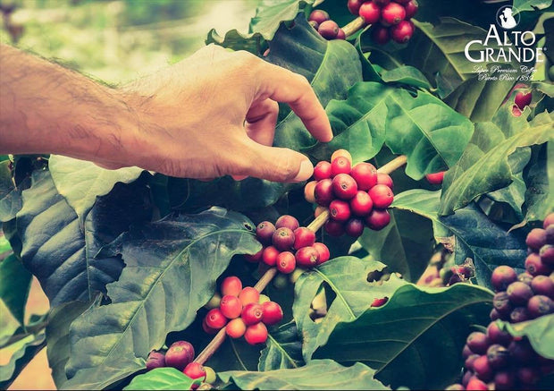 Elevate Your Coffee Experience with Alto Grande 8.8 oz Tin